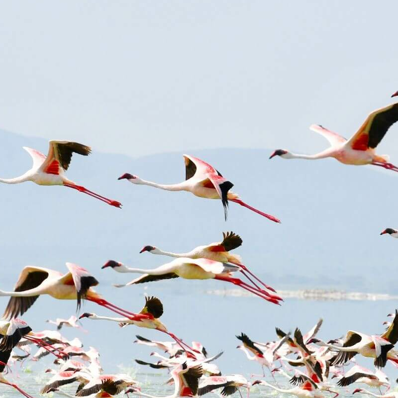 Lake Nakuru