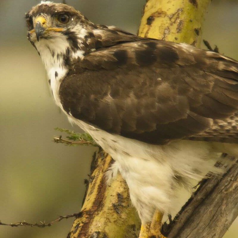 Lake Nakuru