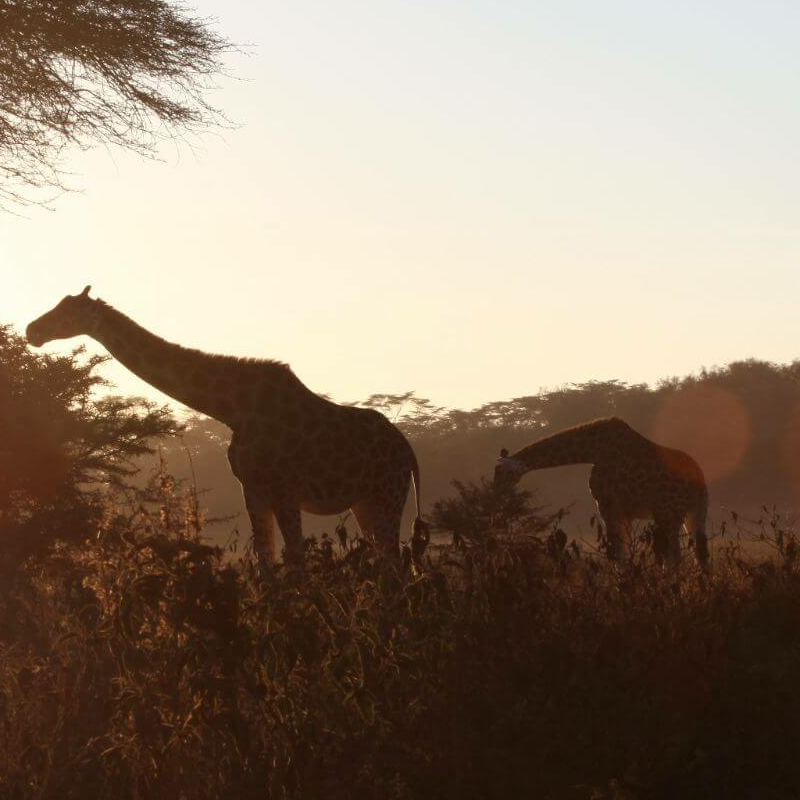Lake Nakuru