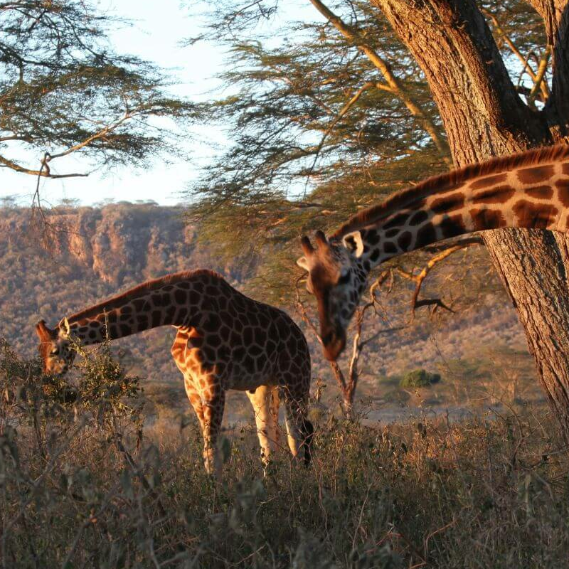 Lake Nakuru