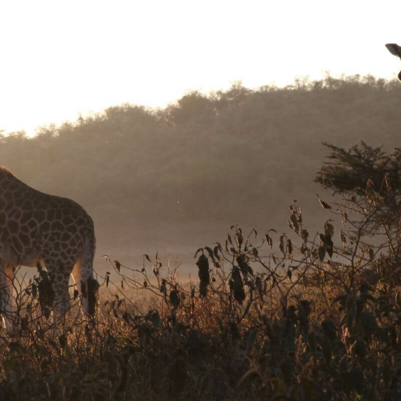 Lake Nakuru