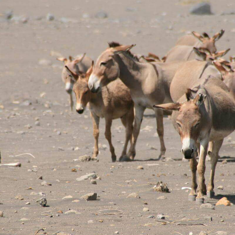 Lake Natron