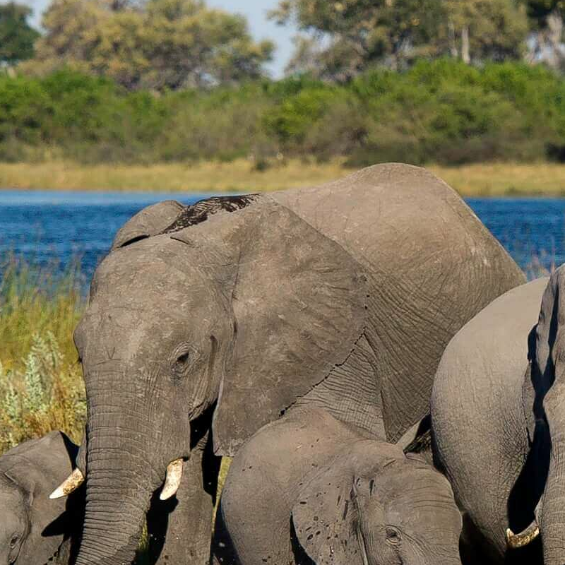 Linyanti Wildlife Reserve