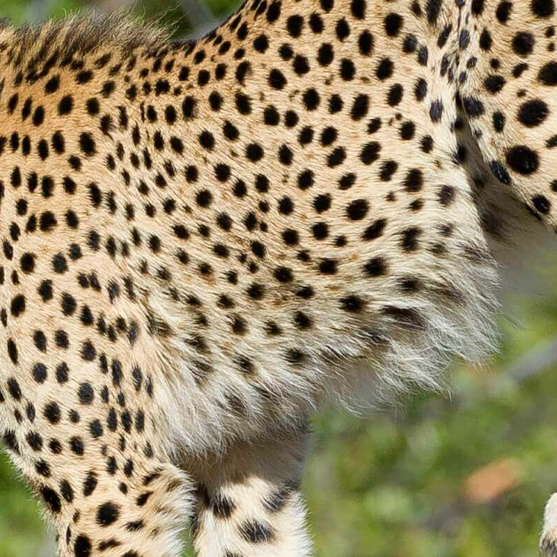 Linyanti Wildlife Reserve