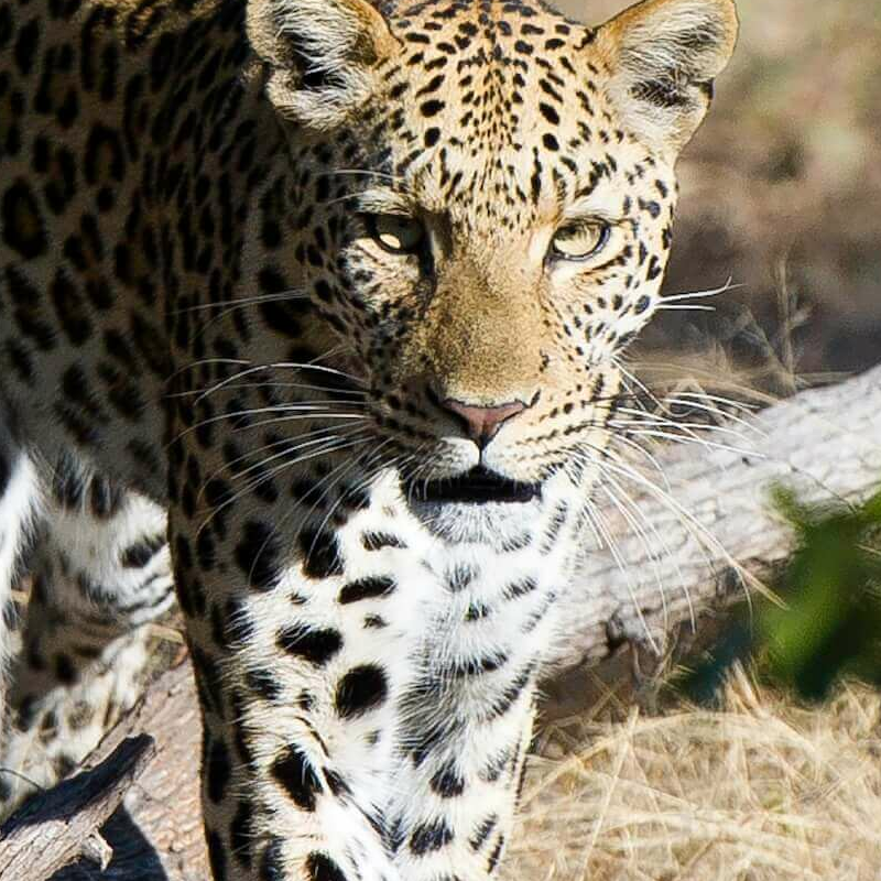 Linyanti Wildlife Reserve