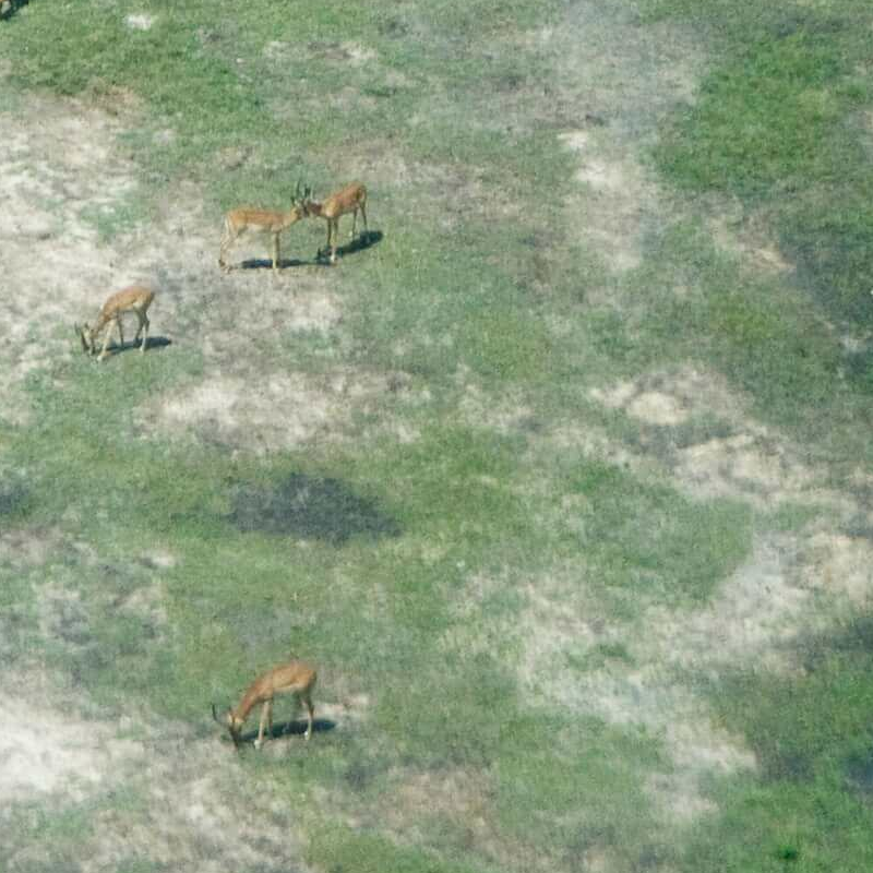 Linyanti Wildlife Reserve