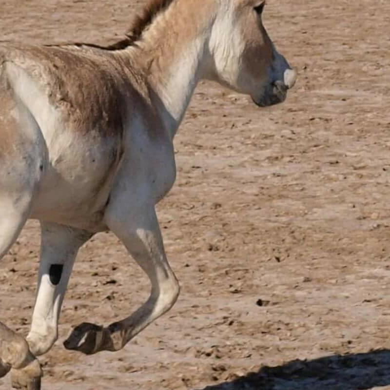 Little Rann of Kutch