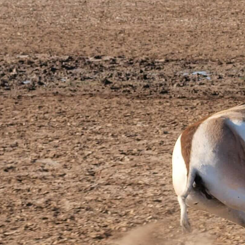 Little Rann of Kutch