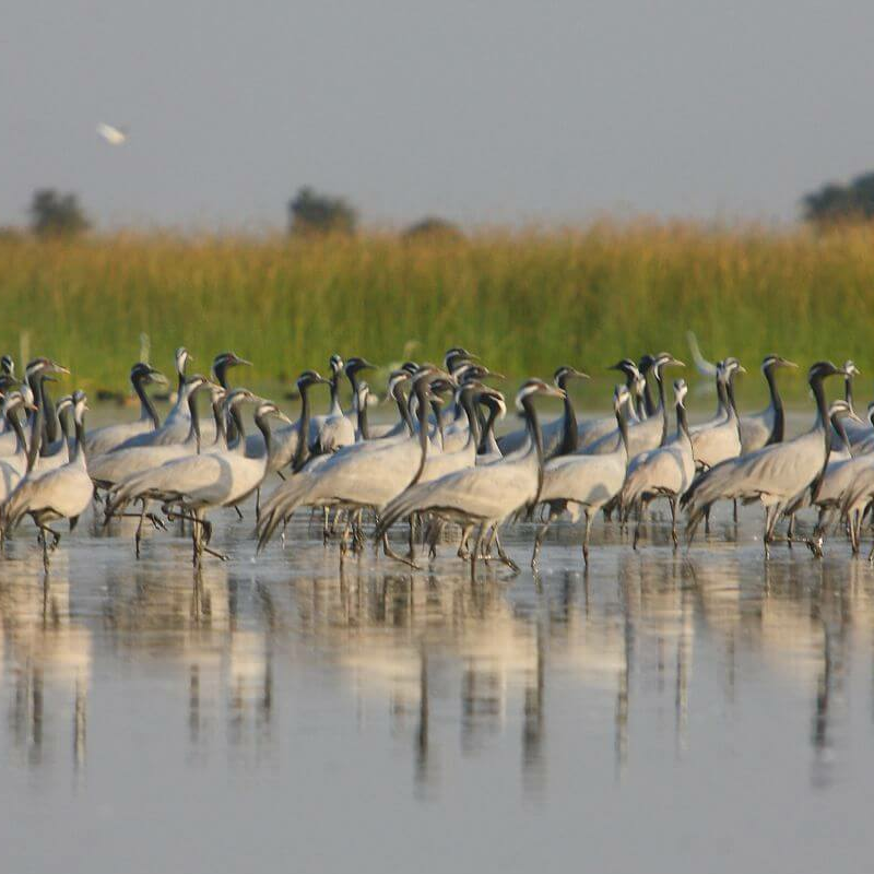 Little Rann of Kutch