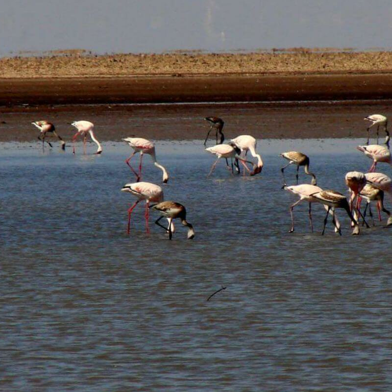 Little Rann of Kutch