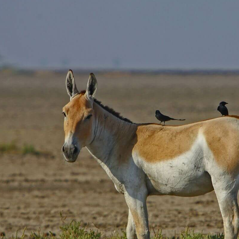 Little Rann of Kutch
