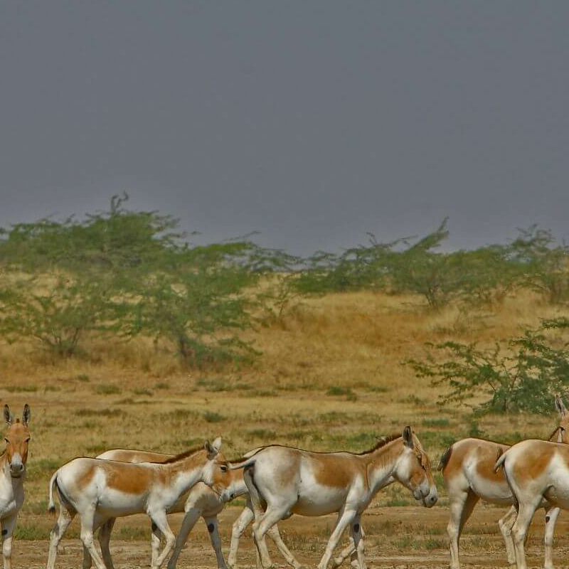 Little Rann of Kutch