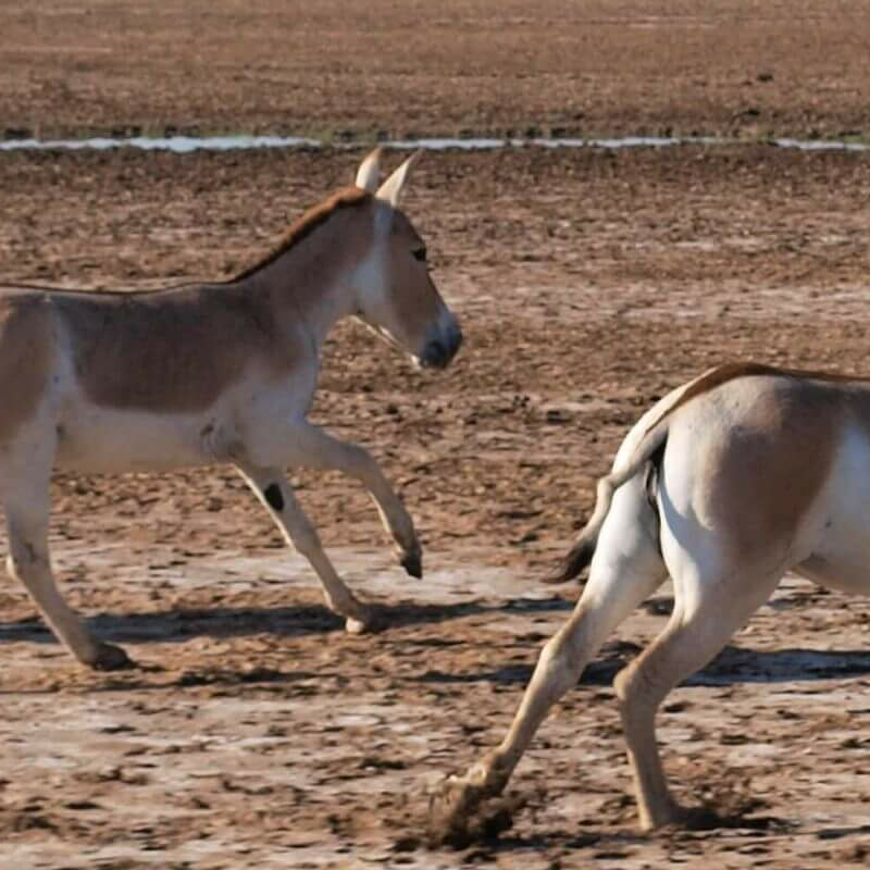 Little Rann of Kutch