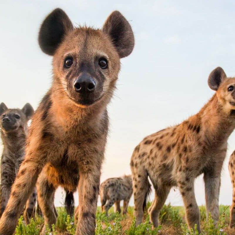 Liuwa Plain Nationalpark
