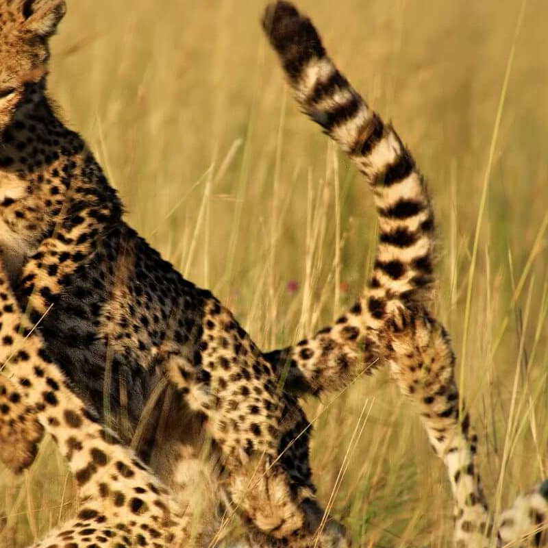 Liuwa Plain Nationalpark