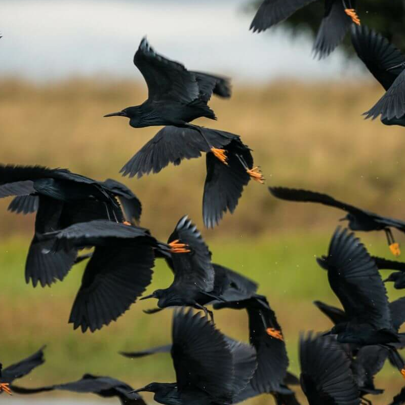Liuwa Plain Nationalpark