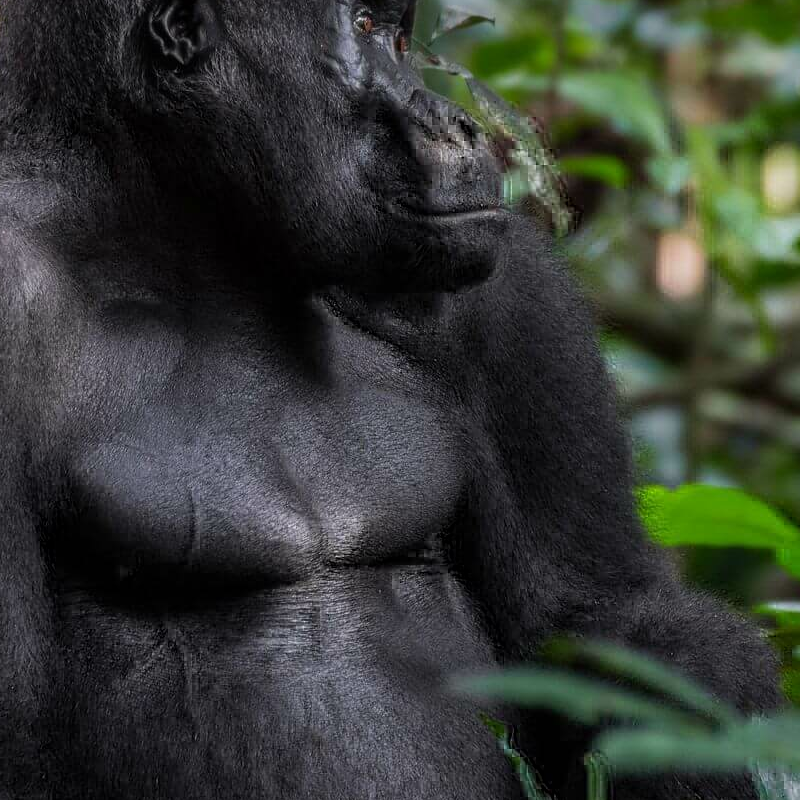 Loango Nationalpark