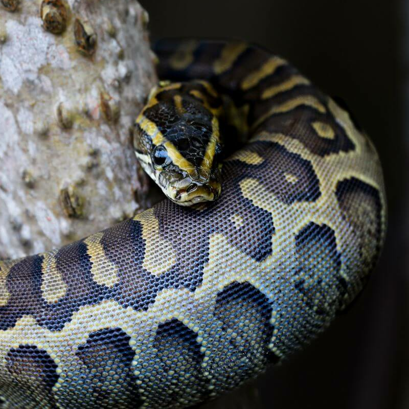 Loango Nationalpark