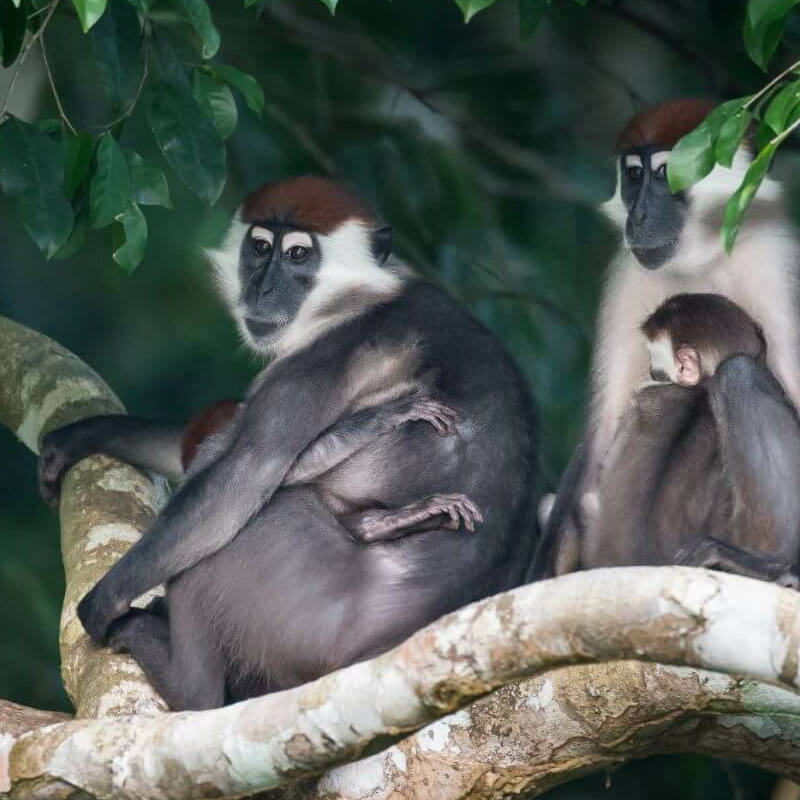 Loango Nationalpark