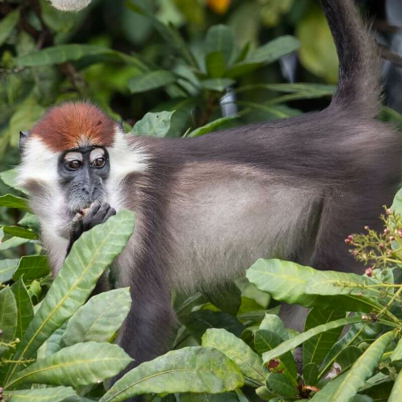Loango Nationalpark