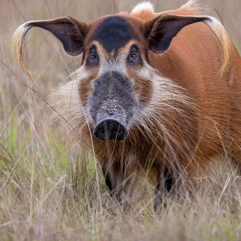 Loango Nationalpark