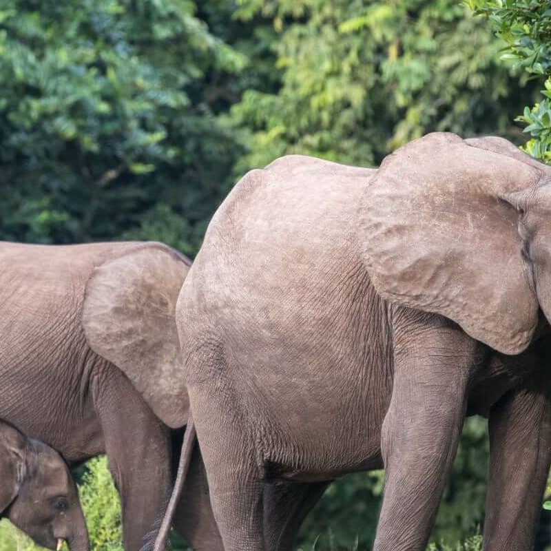 Loango Nationalpark