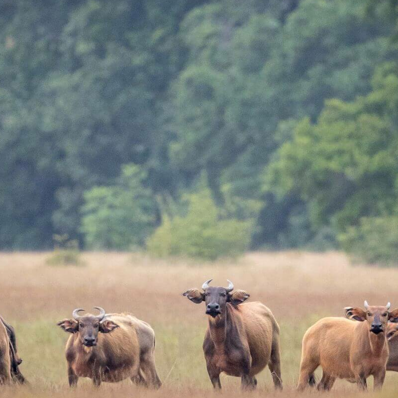 Loango Nationalpark