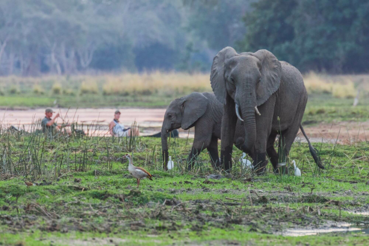Lower Zambezi
