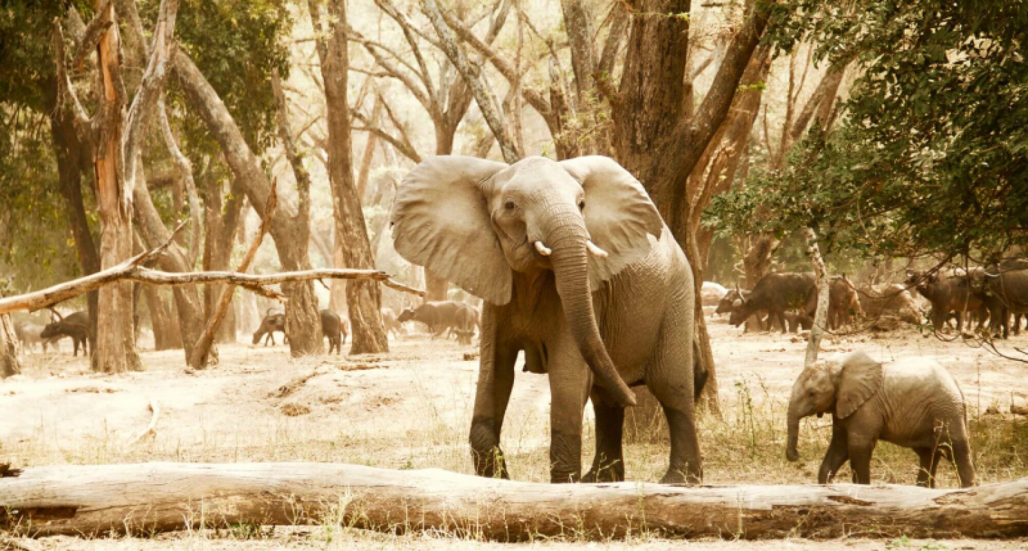 Lower Zambezi