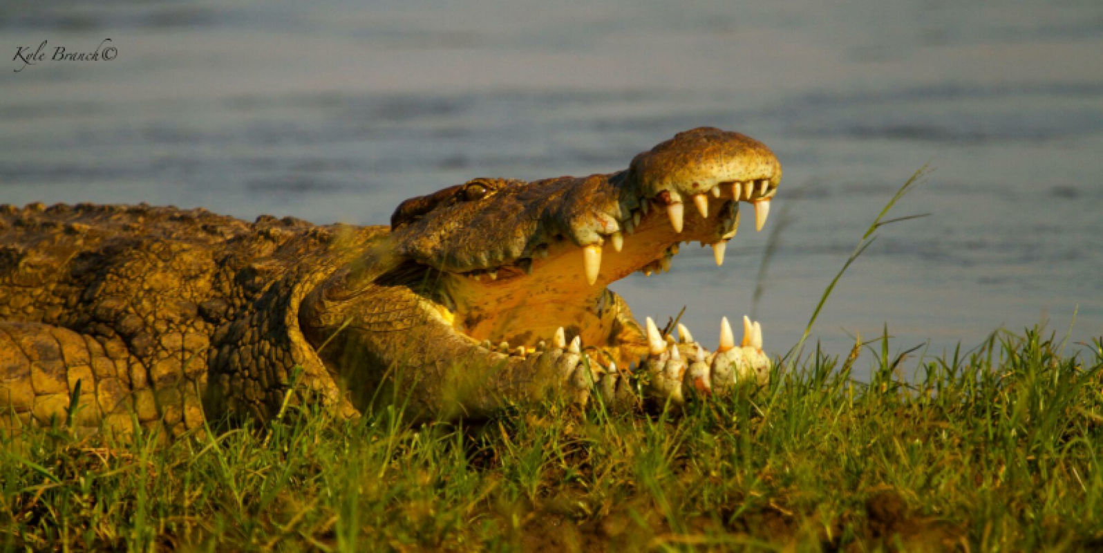 Lower Zambezi