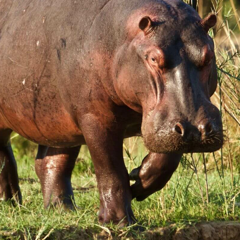 Lower Zambezi