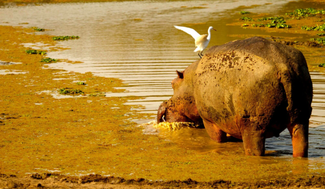 Lower Zambezi