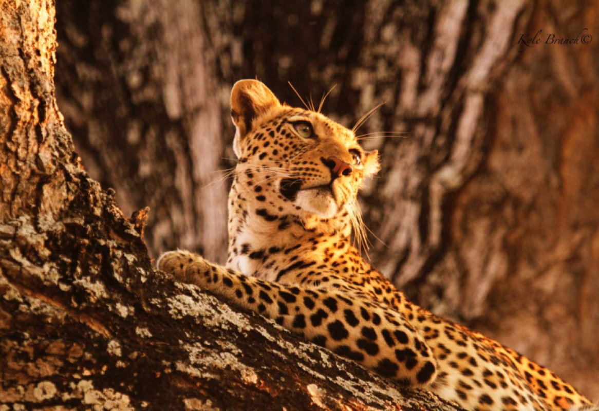 Lower Zambezi