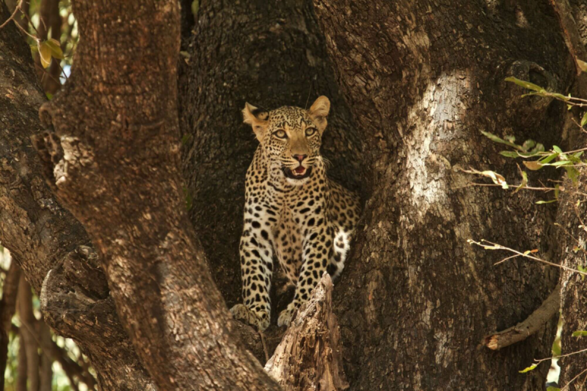 Lower Zambezi