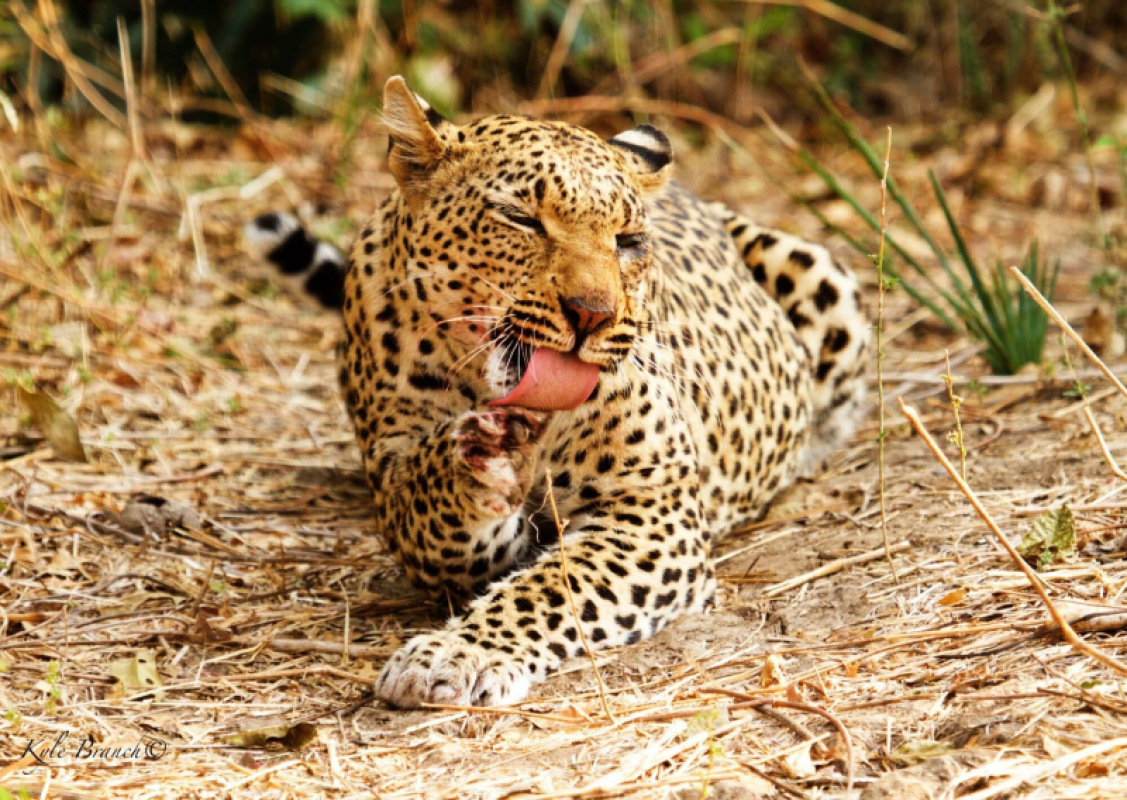 Lower Zambezi