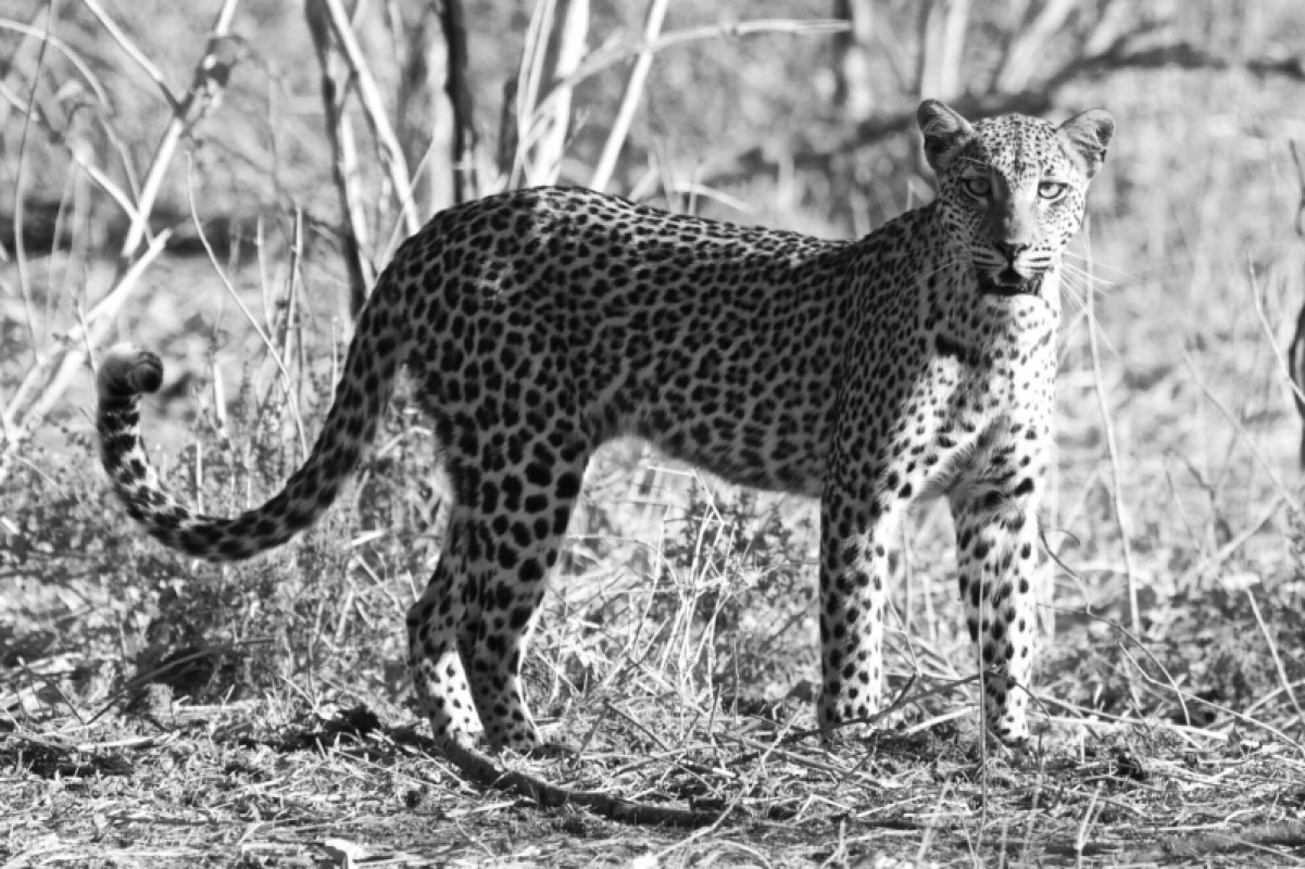 Lower Zambezi