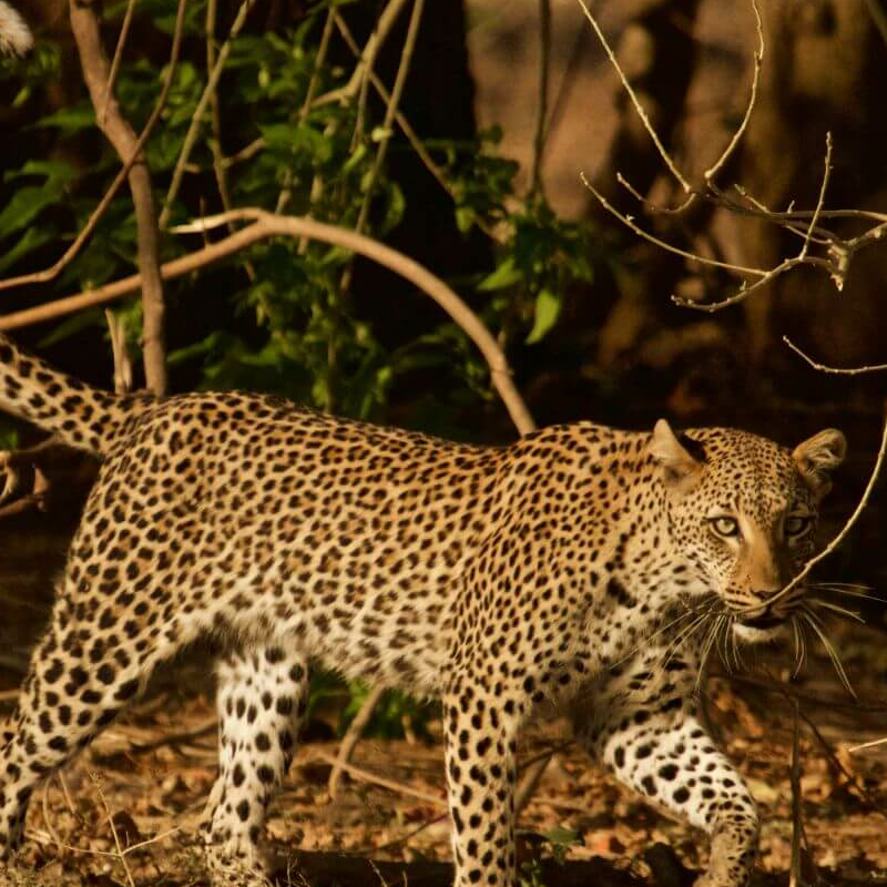 Lower Zambezi