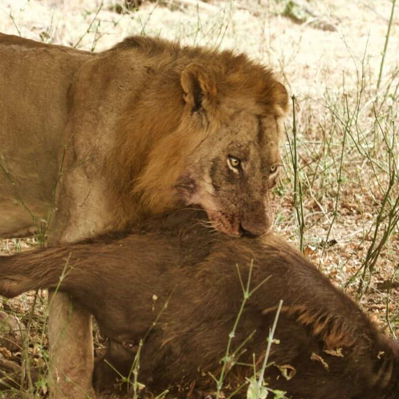Lower Zambezi