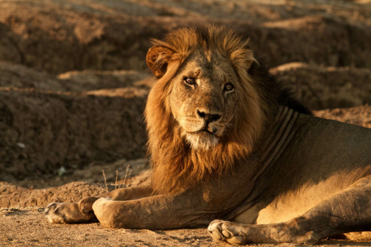 Lower Zambezi