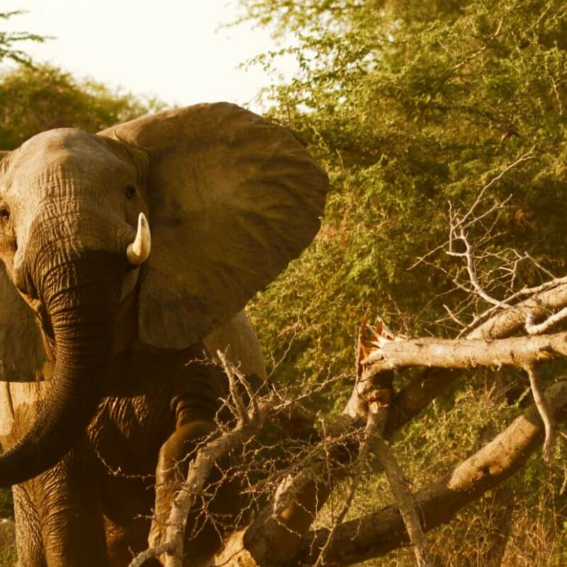 Lower Zambezi