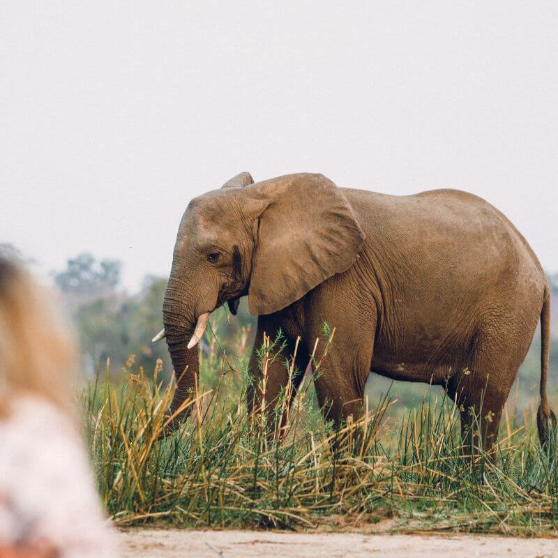 Lower Zambezi
