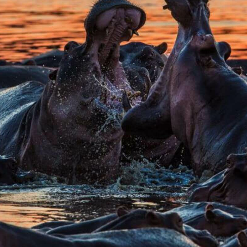 Sambia Grand Safari