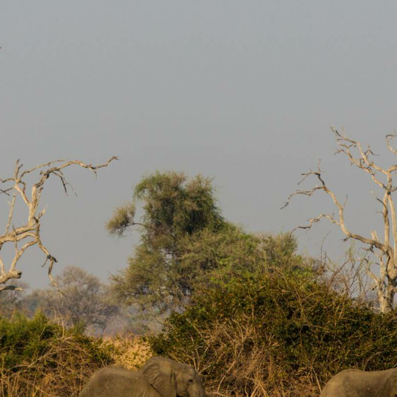 Sambia Grand Safari