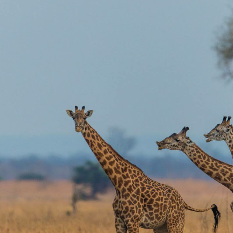 Sambia Grand Safari