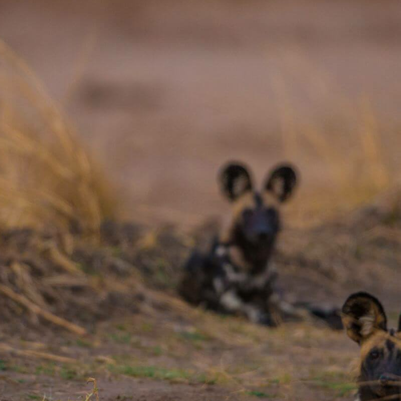 Sambia Grand Safari
