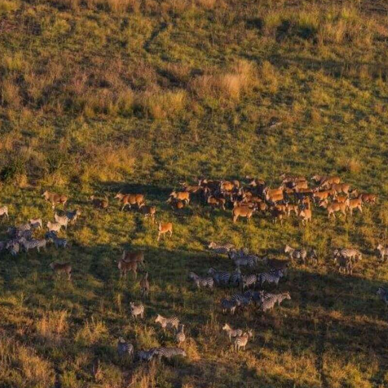 Sambia Grand Safari