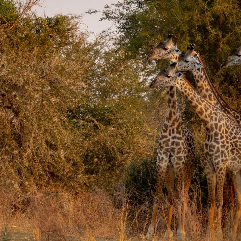 Sambia Grand Safari