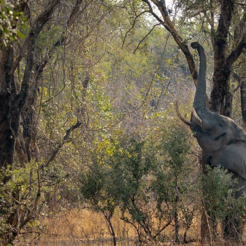 Sambia Grand Safari