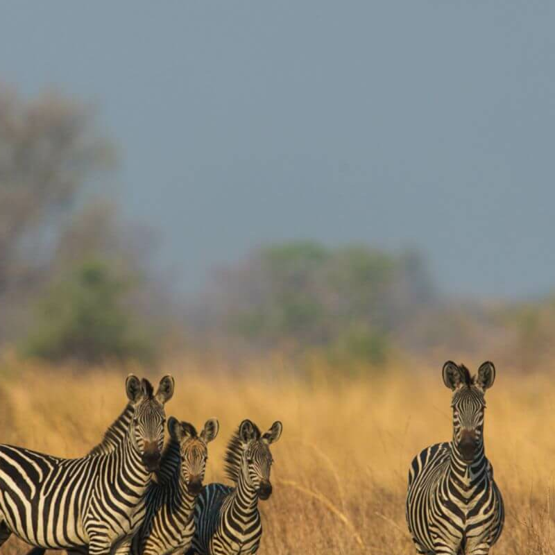 Sambia Grand Safari