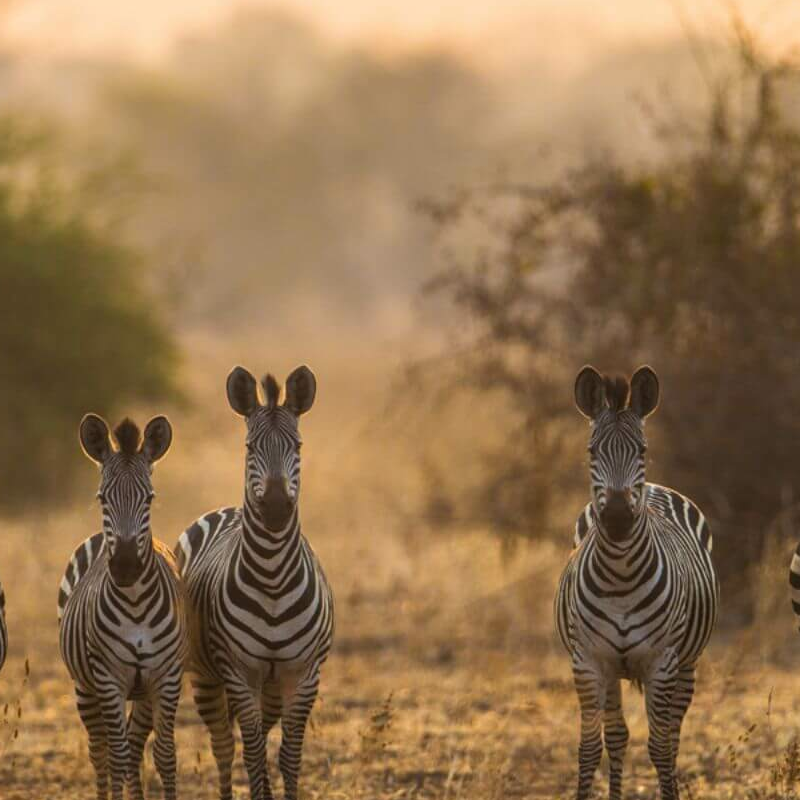 Sambia Grand Safari